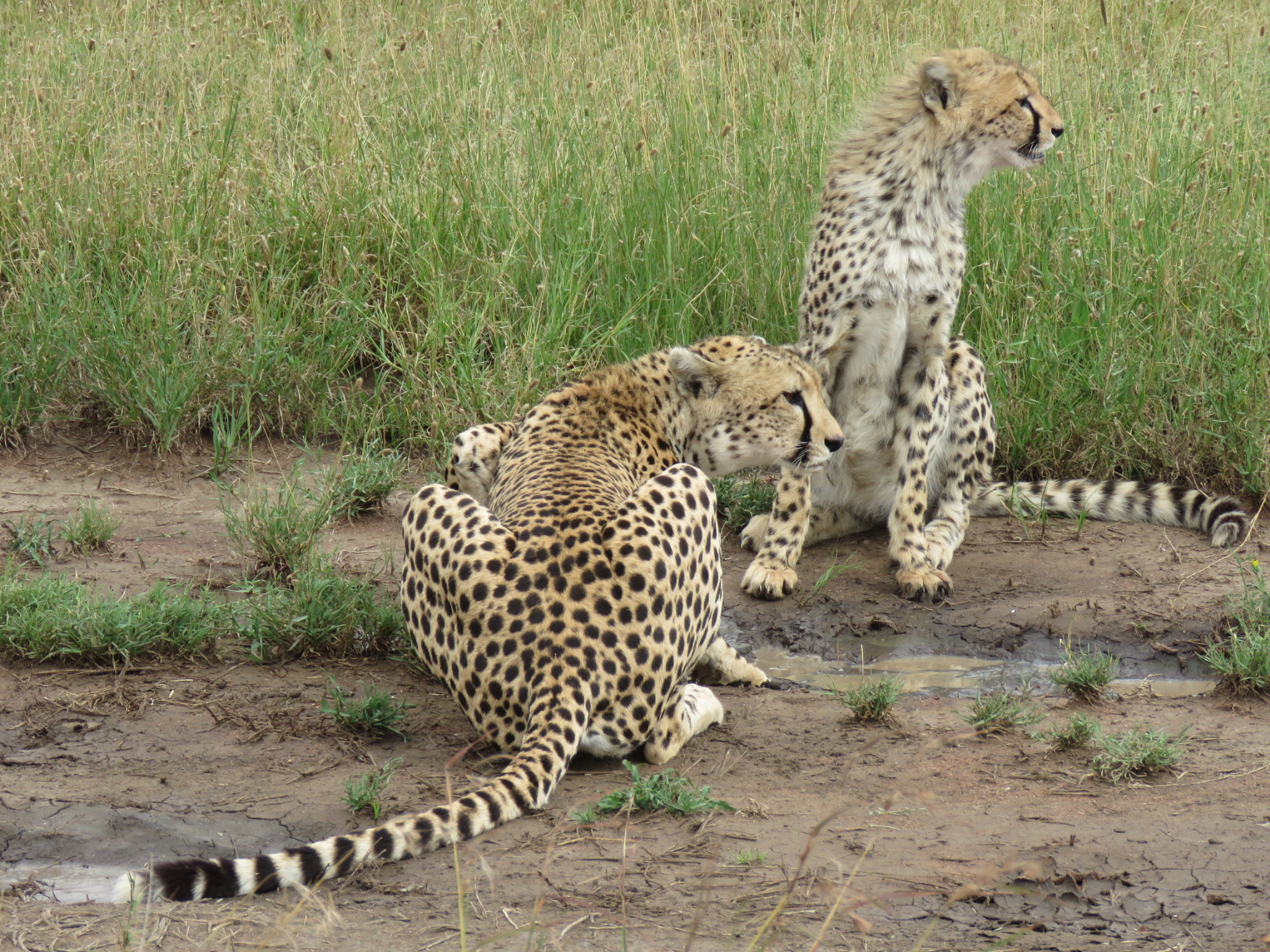 Picture-Tanzania-safari