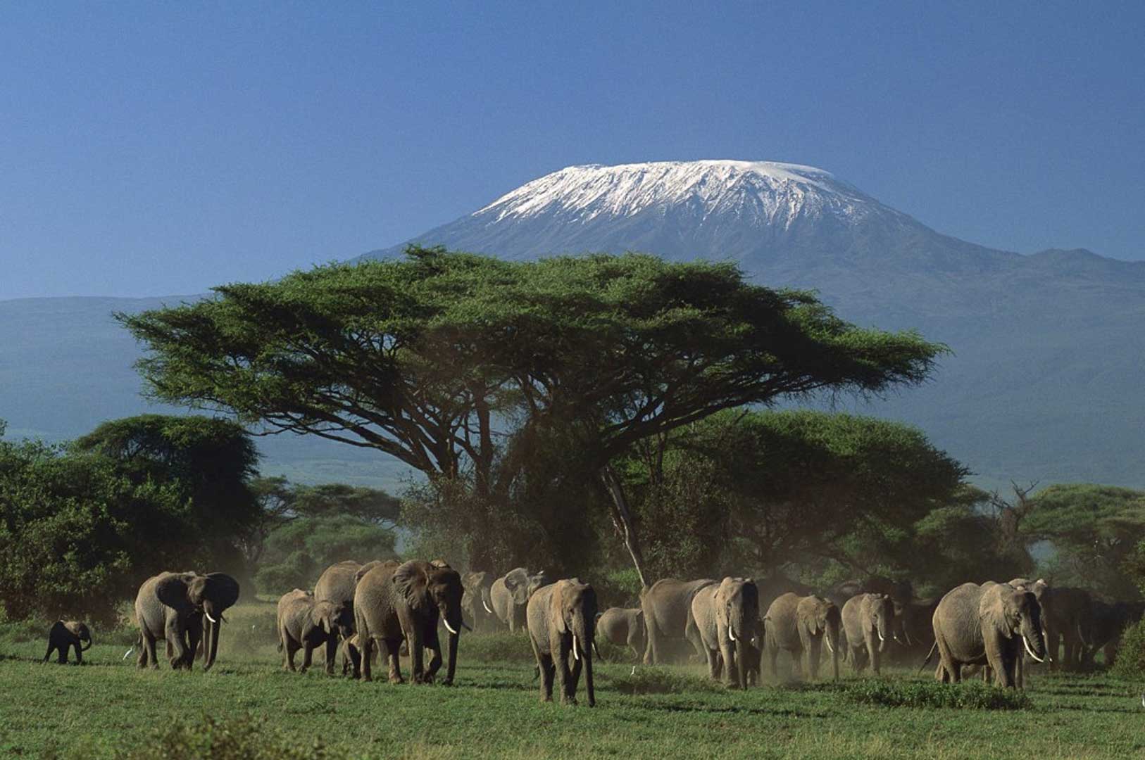 safari kilimanjaro